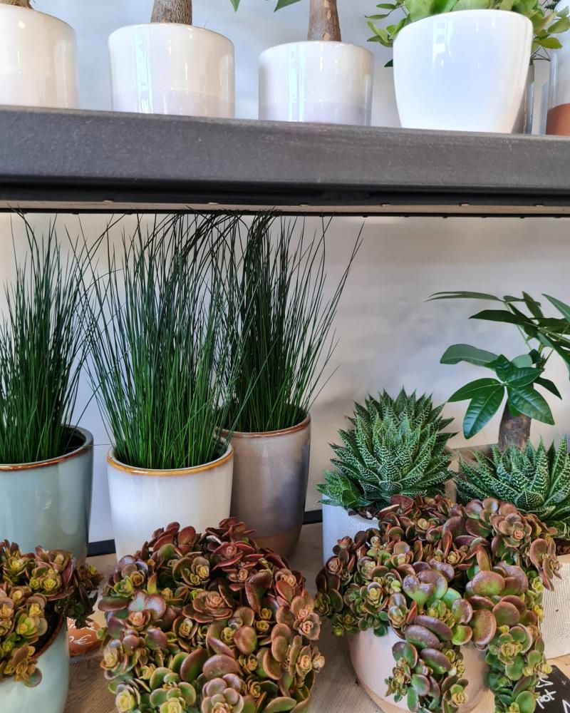 vertige de fleurs (20)