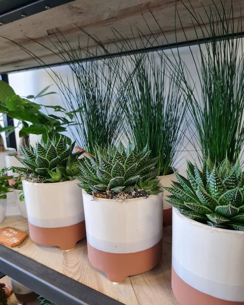 vertige de fleurs (21)