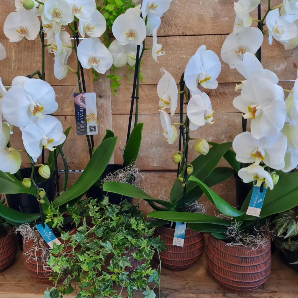 vertige de fleurs (26)