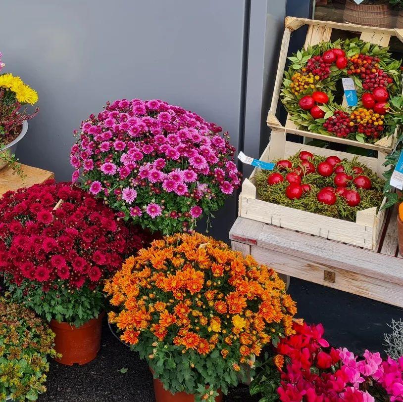 bouquet de fleur (2)